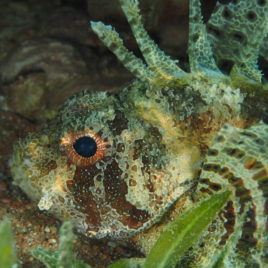 Scorpion Fish