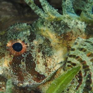 Shortfin Dwarf Lionfish