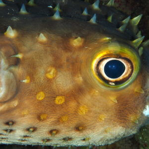 Yellowspotted Burrfish