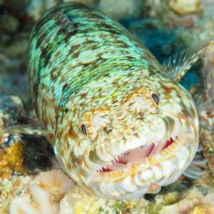 Variegated Lizardfish