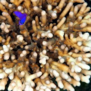 Fridman's Dottyback