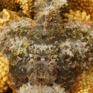 Flathead Scorpionfish