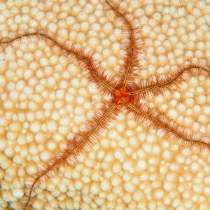 Brittle Star