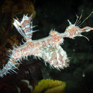 Ornate Ghost Pipefish