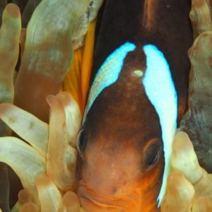 Red Sea Anemonefish