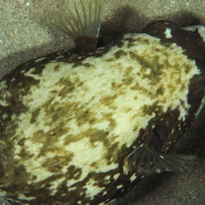 Masked Pufferfish